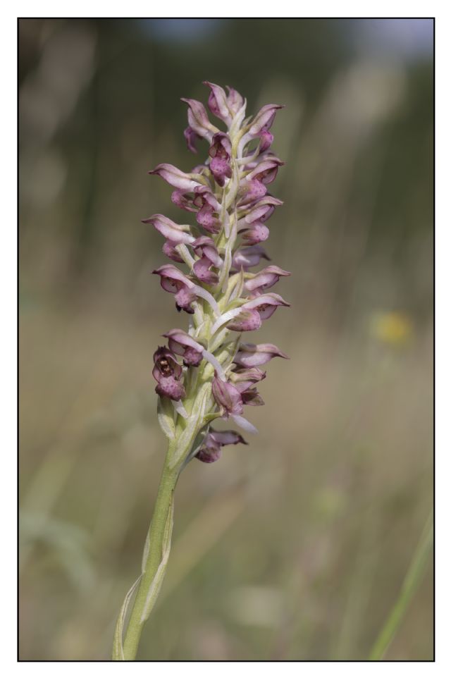 Anacamptis coriophora nei colli del Mugello